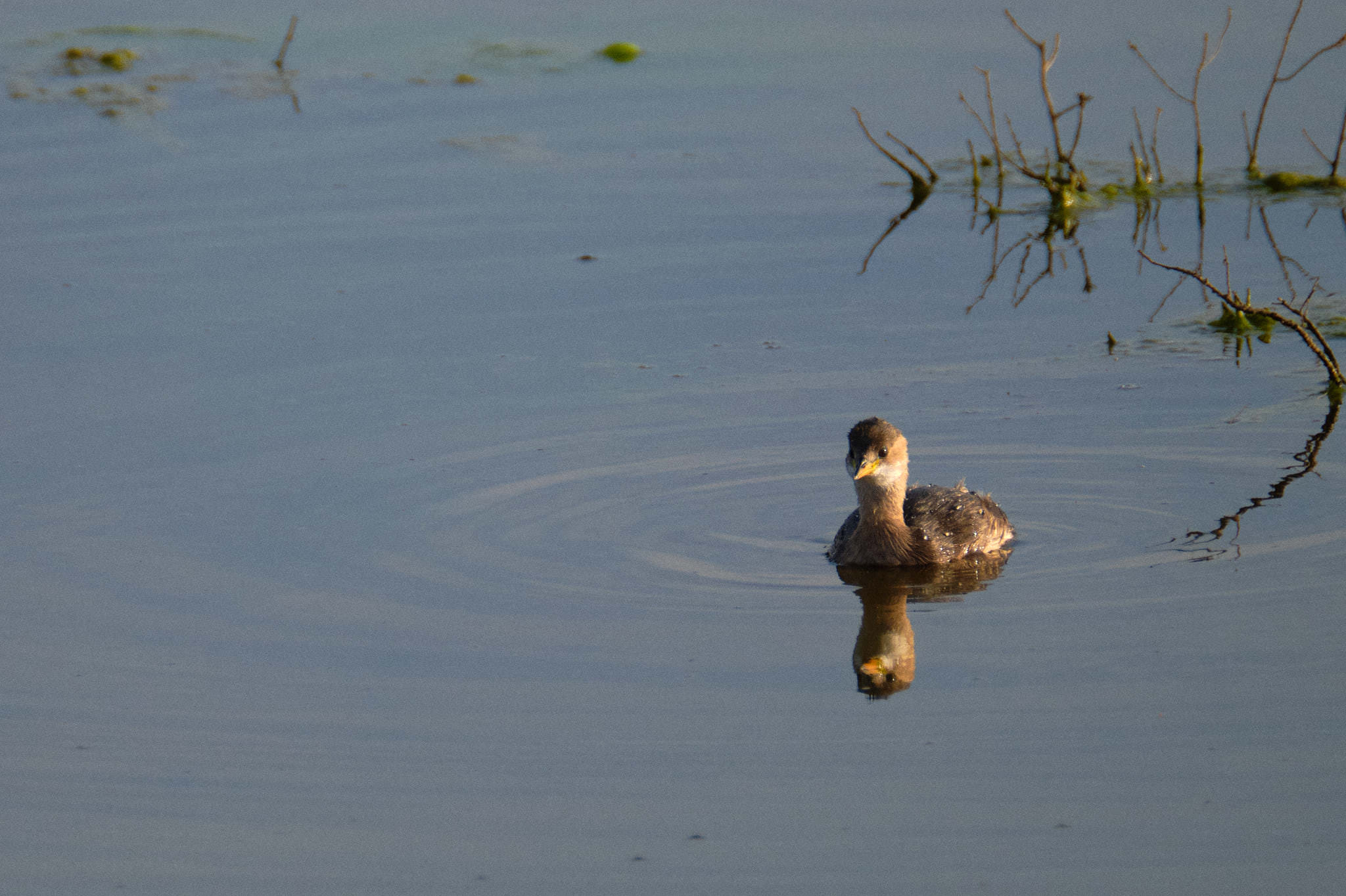 Parque Nacional de Donaña - Andalucia - Spanien